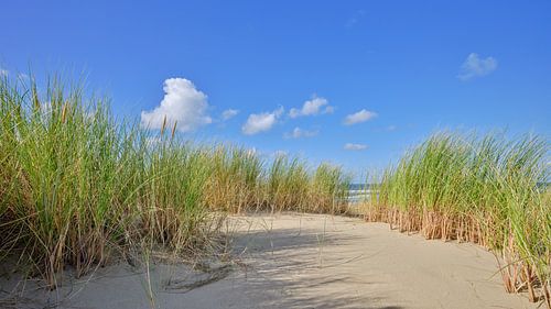 Nordseeküste mit Dünen und der Nordsee
