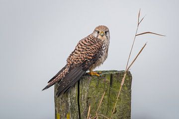 Torenval Kestrel Falco tinnunculus van Ronald Groenendijk