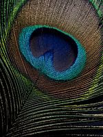 peacock feather in the light (vertical)