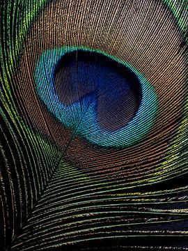 peacock feather in the light (vertical) by Marjolijn van den Berg
