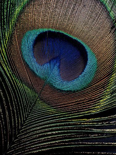 Hotel chic: Pauwenveer in het licht (verticaal)