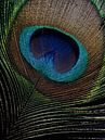 peacock feather in the light (vertical) by Marjolijn van den Berg thumbnail