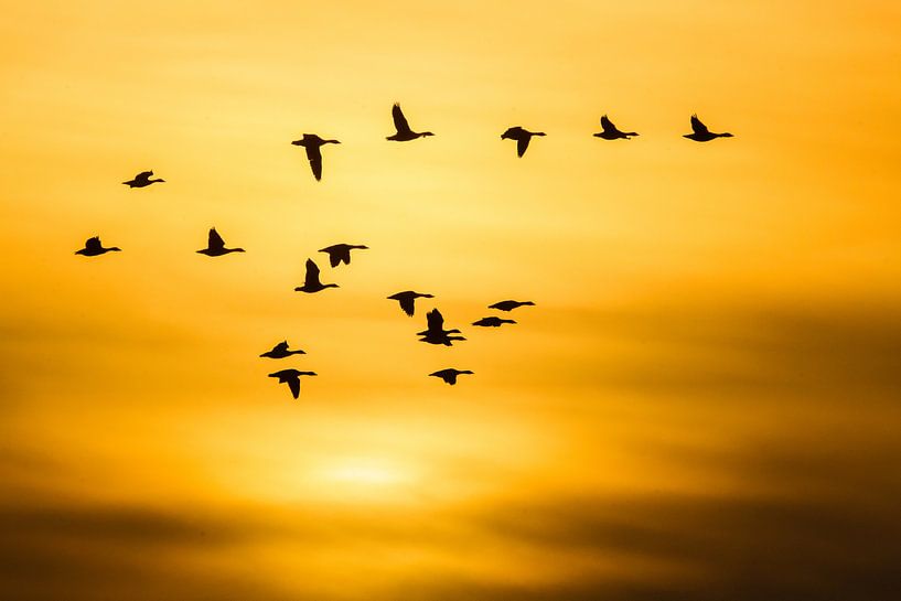 Brandganzen vliegend over de Prunjepolder, Zeeland. van AGAMI Photo Agency