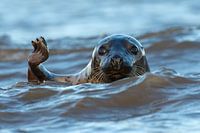 Grey Seal swings