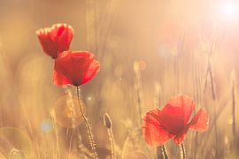 The definition of summer - Groningen, the Netherlands by Bas Meelker