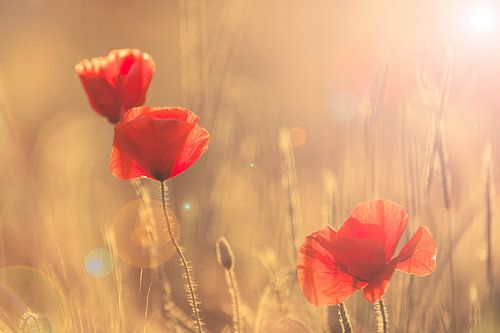 De definitie van zomer - Groningen, Nederland