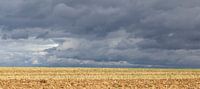 Pluie sur le chemin
