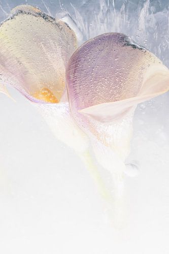 Calla in Ice 2 by Marc Heiligenstein