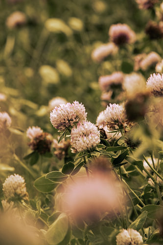 Clover Field