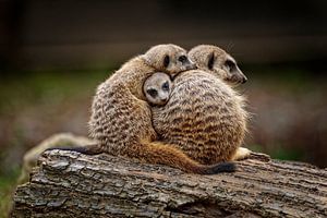 Erdmännchen