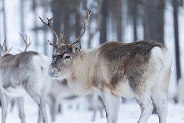 Portrait of a reindeer by Marika Huisman fotografie