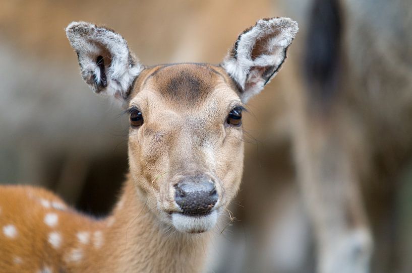 Cerf par Marcel Mooij