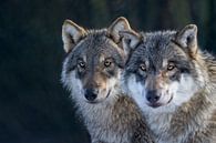 duo grijze wolven van gea strucks thumbnail