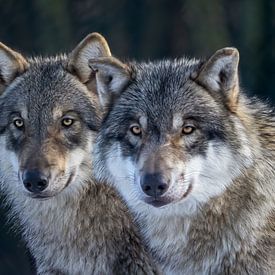 duo de loups gris sur gea strucks
