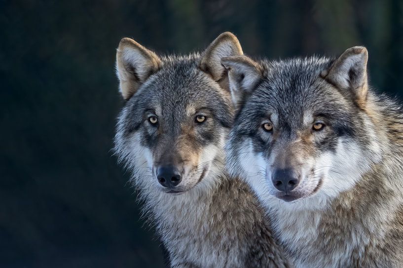 duo grijze wolven van gea strucks