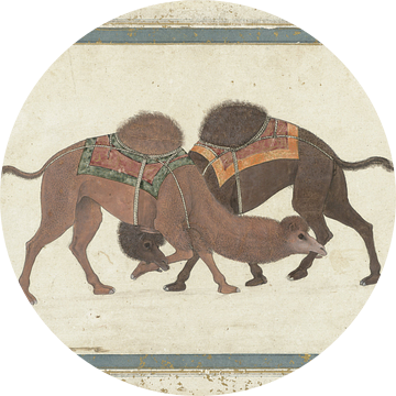 Vechtende kamelen