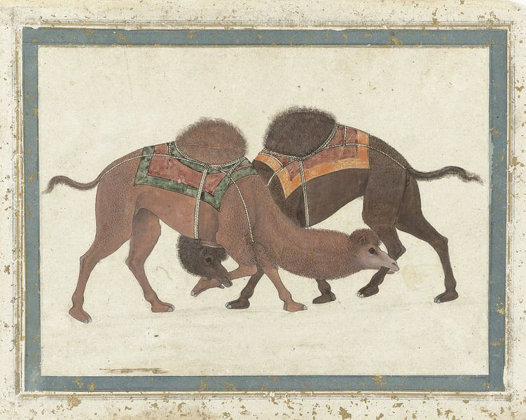 Fighting camels by Marieke de Koning