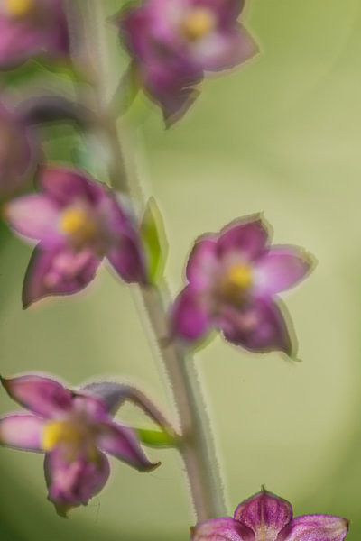 Paarse bloemen von Douwe Schut