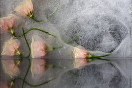 Gefrorene Schönheit 05 von Nathalie De Saegher