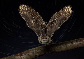 The African Eagle Owl by Natascha Worseling