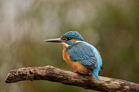 ijsvogel, de blauwe flits