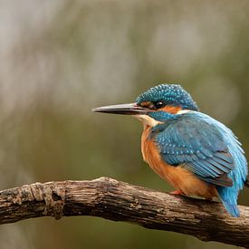 ijsvogel, de blauwe flits van M. B. fotografie