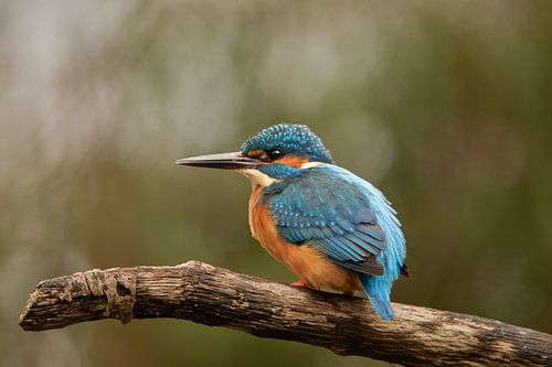 ijsvogel, de blauwe flits