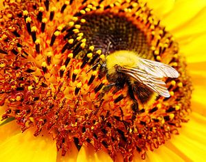 Hommel op zonnebloem