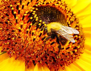 Hommel op zonnebloem van Bob Bleeker