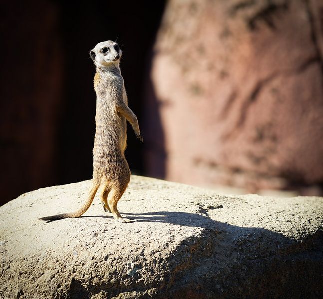 Meerkat on a rock in the sun by Nicole