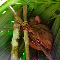 Philippine Tarsier (2)