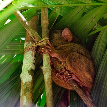 Philippinischer Tarsier (2)