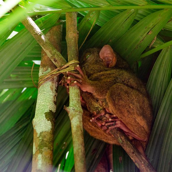 Filipijnse Tarsier (2) van Donna Stam