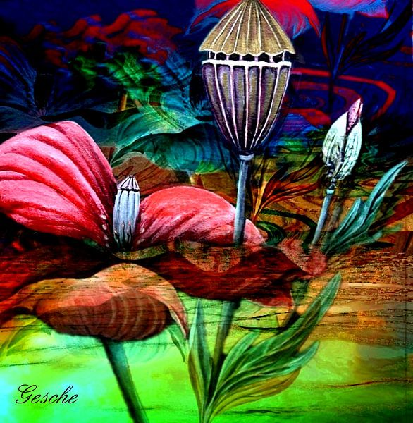 Mohn  by Gertrud Scheffler