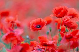 Klatschmohn von Sven-Erik Arndt