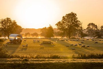 Morgendämmerung auf der Wiese - Pastorale Harmonie - Schafe - Morgen von Femke Ketelaar