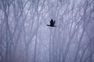 Cormoran en hiver