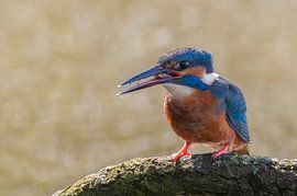 Eisvogel von Lies Bakker