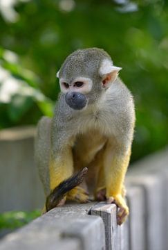 Totenkopfäffchen von Ron Linde