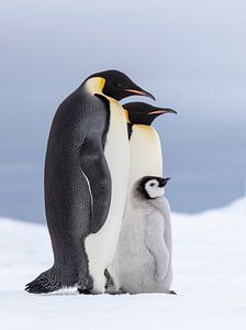 Kaiserpinguin (Aptenodytes forsteri) Eltern mit Jungen auf dem Meereis stehend