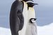 Keizer pinguin (Aptenodytes forsteri) ouders met jong staand op het zeeijs van Nature in Stock