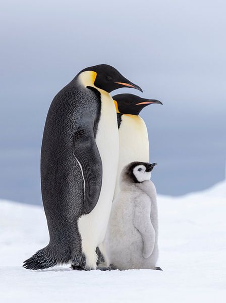 Keizer pinguin (Aptenodytes forsteri) ouders met jong staand op het zeeijs van Nature in Stock