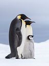 Keizer pinguin (Aptenodytes forsteri) ouders met jong staand op het zeeijs van Nature in Stock thumbnail