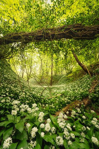 Tree Bridge over troubled wild garlic