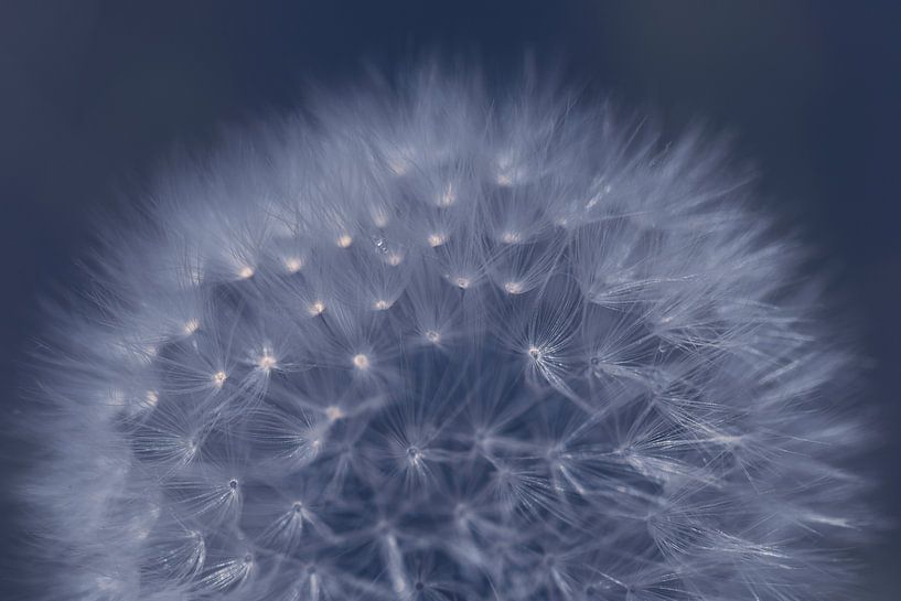 Paardenbloem by Carolina Roepers