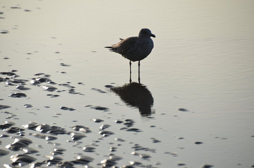 Seagull by Corinna Vollertsen