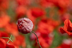 Blüte