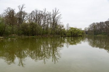 Trees reflecting in the water pond in Holsbeek, belgium van Werner Lerooy