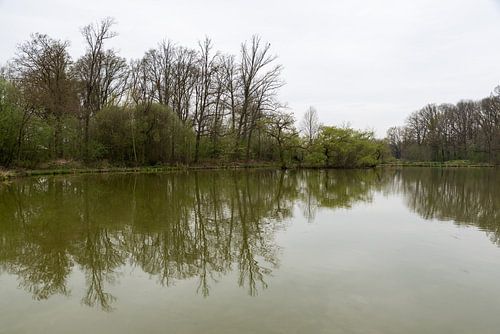 Trees reflecting in the water pond in Holsbeek, belgium