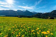 Bloemenweide boven de Oberallgäuer Alpen van Leo Schindzielorz thumbnail